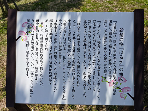 新種の桜「はるか」の由来.png