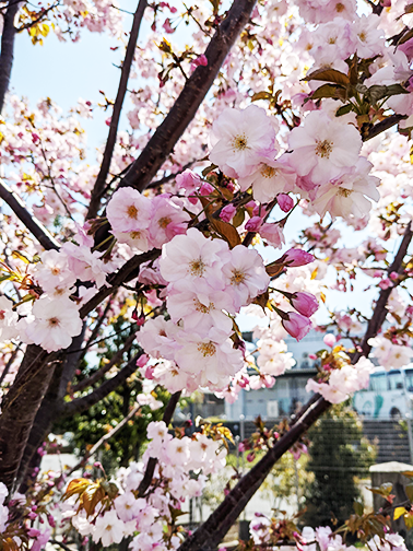 sakura[はるか].png