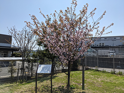 sakura[はるか]2.png